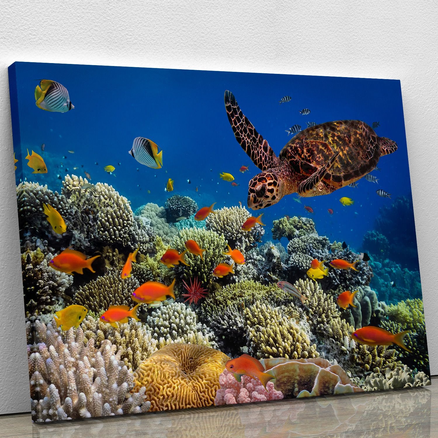 Eretmochelys imbricata floats under water Canvas Print or Poster