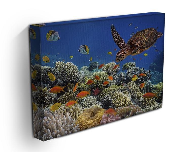 Eretmochelys imbricata floats under water Canvas Print or Poster - Canvas Art Rocks - 3