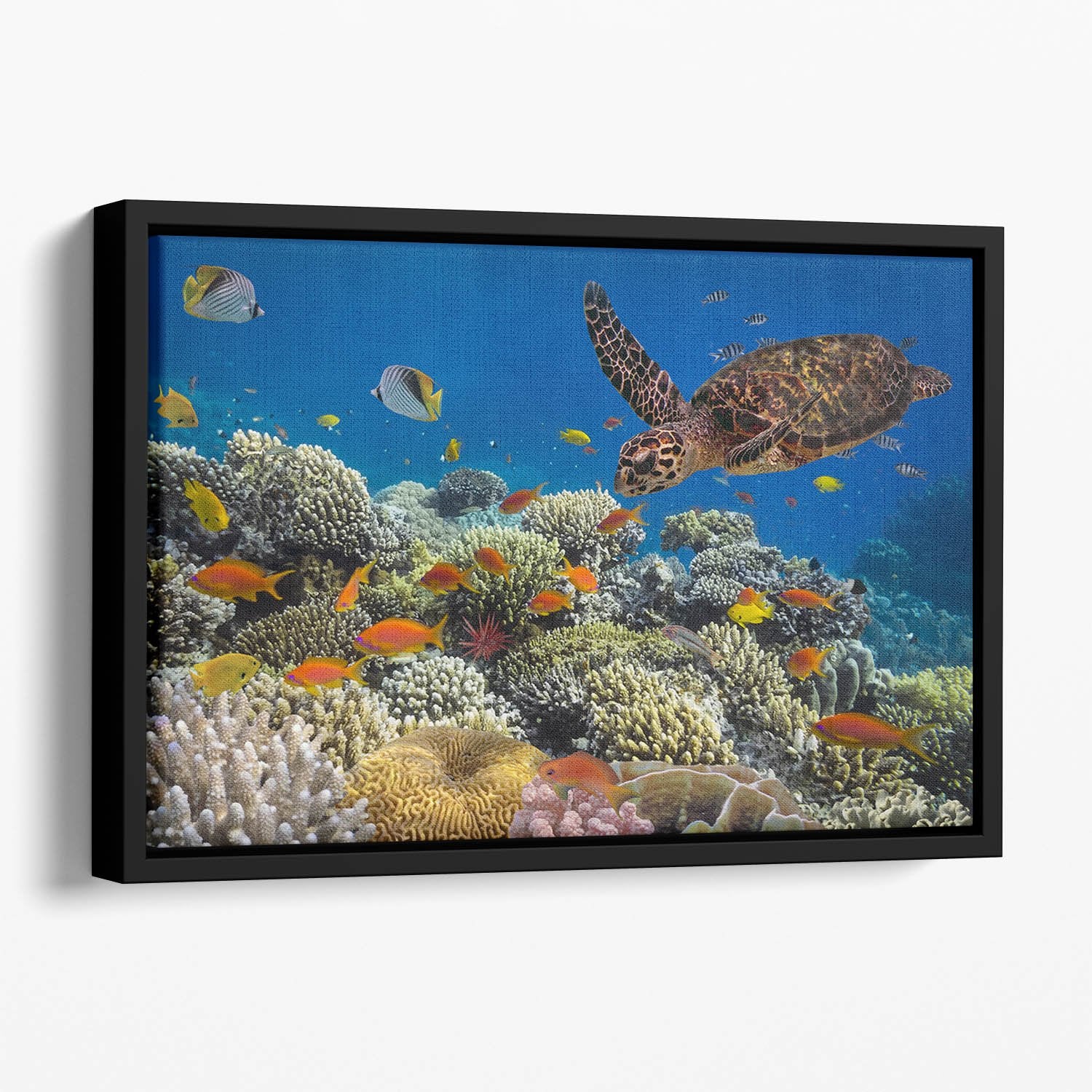 Eretmochelys imbricata floats under water Floating Framed Canvas