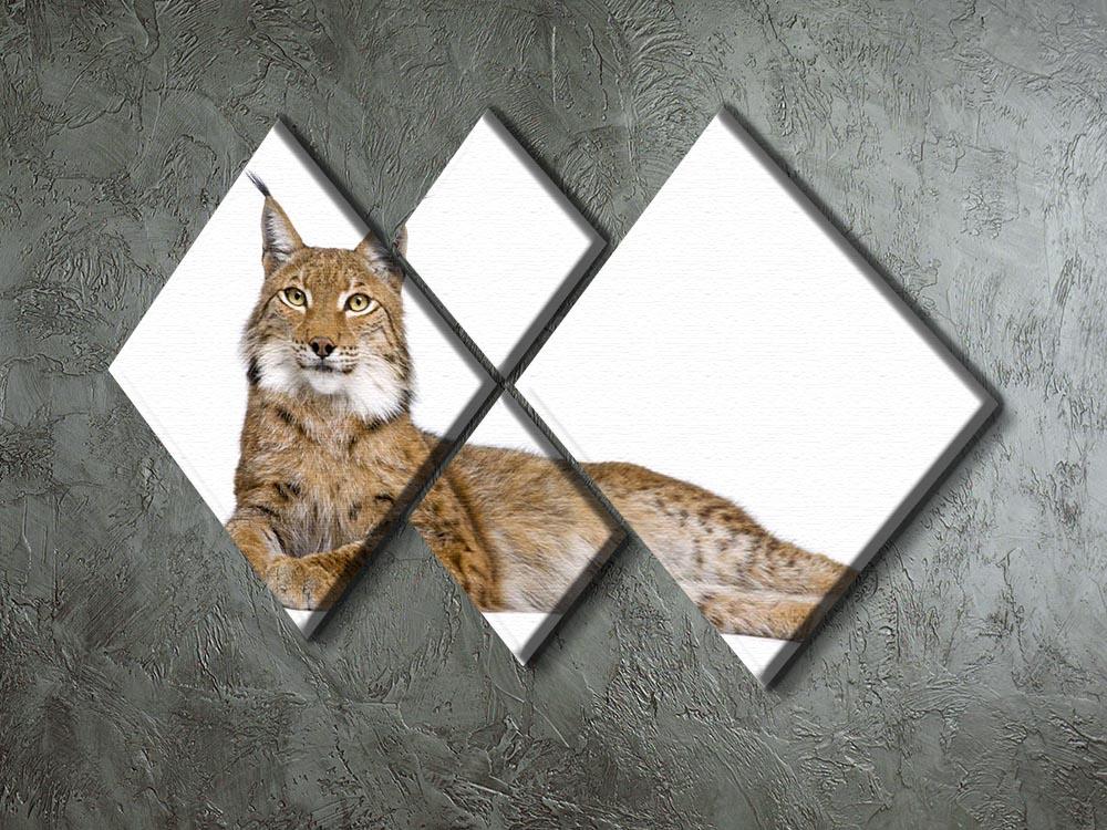 Eurasian Lynx 4 Square Multi Panel Canvas - Canvas Art Rocks - 2