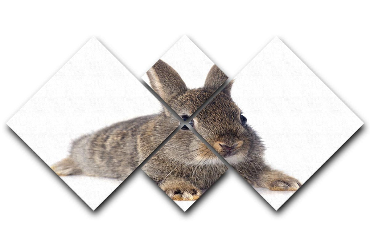 European rabbit in front of white background 4 Square Multi Panel Canvas - Canvas Art Rocks - 1