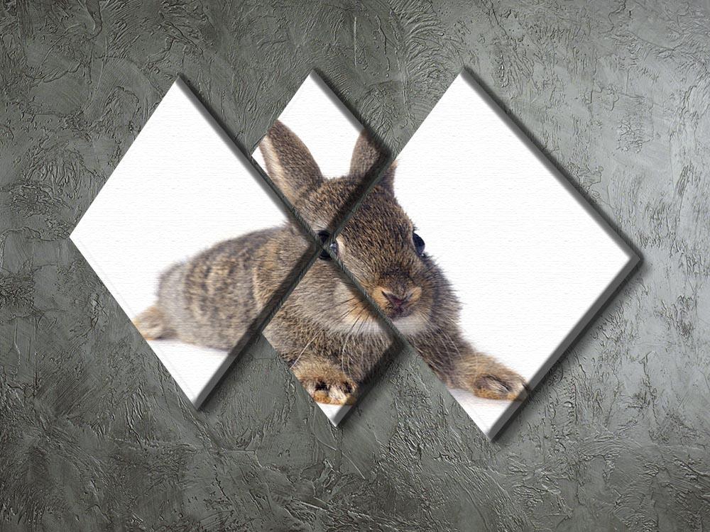 European rabbit in front of white background 4 Square Multi Panel Canvas - Canvas Art Rocks - 2