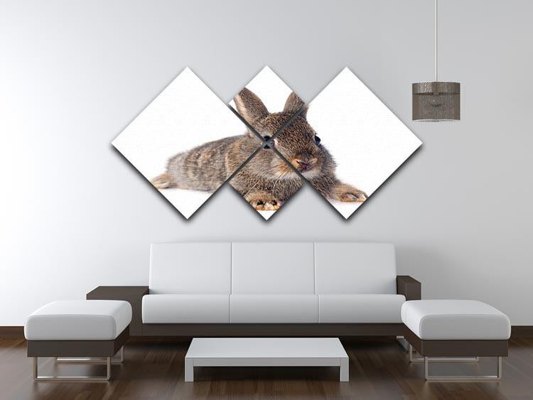 European rabbit in front of white background 4 Square Multi Panel Canvas - Canvas Art Rocks - 3