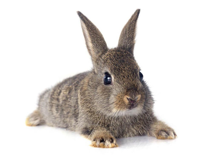 European rabbit in front of white background Wall Mural Wallpaper