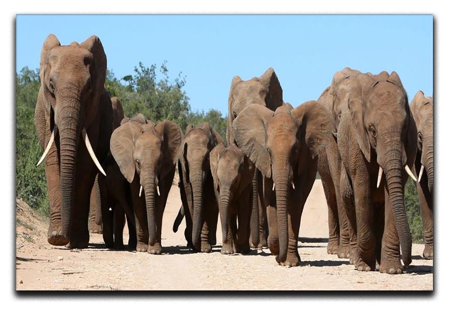 Family herd of African elephants on the move Canvas Print or Poster - Canvas Art Rocks - 1