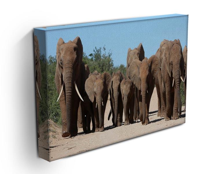 Family herd of African elephants on the move Canvas Print or Poster - Canvas Art Rocks - 3