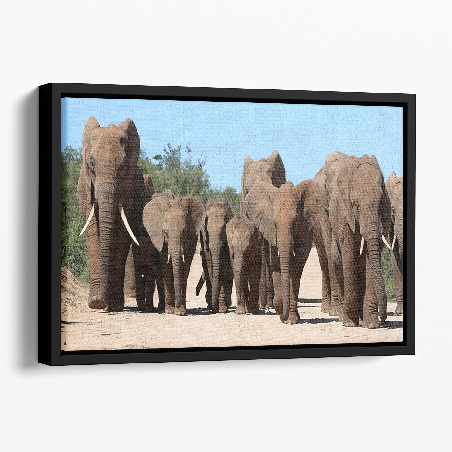 Family herd of African elephants on the move Floating Framed Canvas - Canvas Art Rocks - 1
