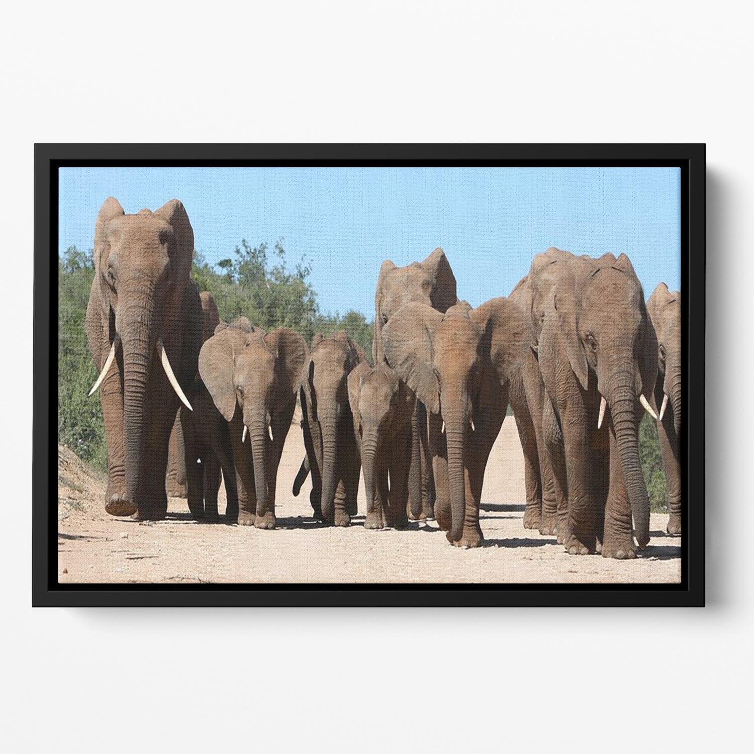 Family herd of African elephants on the move Floating Framed Canvas - Canvas Art Rocks - 2
