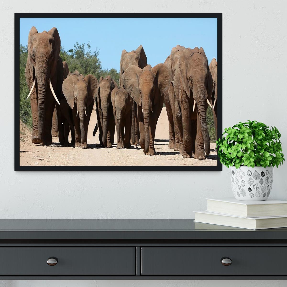 Family herd of African elephants on the move Framed Print - Canvas Art Rocks - 2