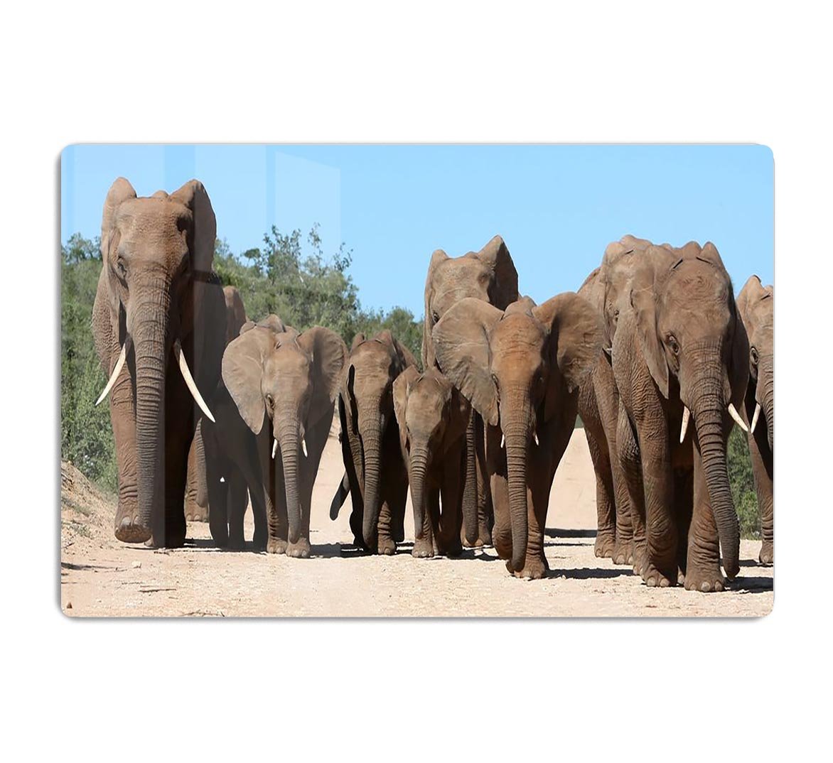 Family herd of African elephants on the move HD Metal Print - Canvas Art Rocks - 1