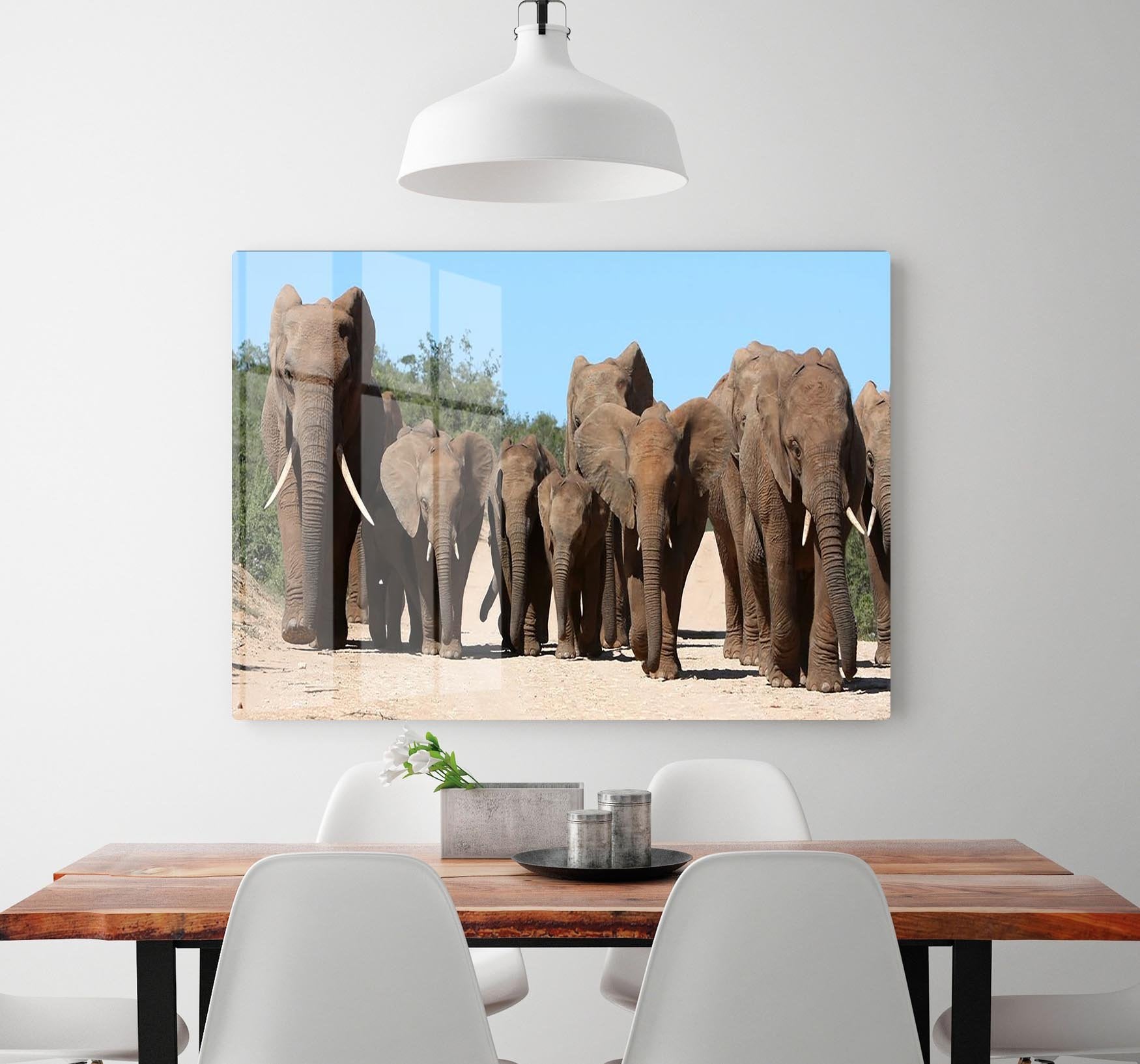Family herd of African elephants on the move HD Metal Print - Canvas Art Rocks - 2