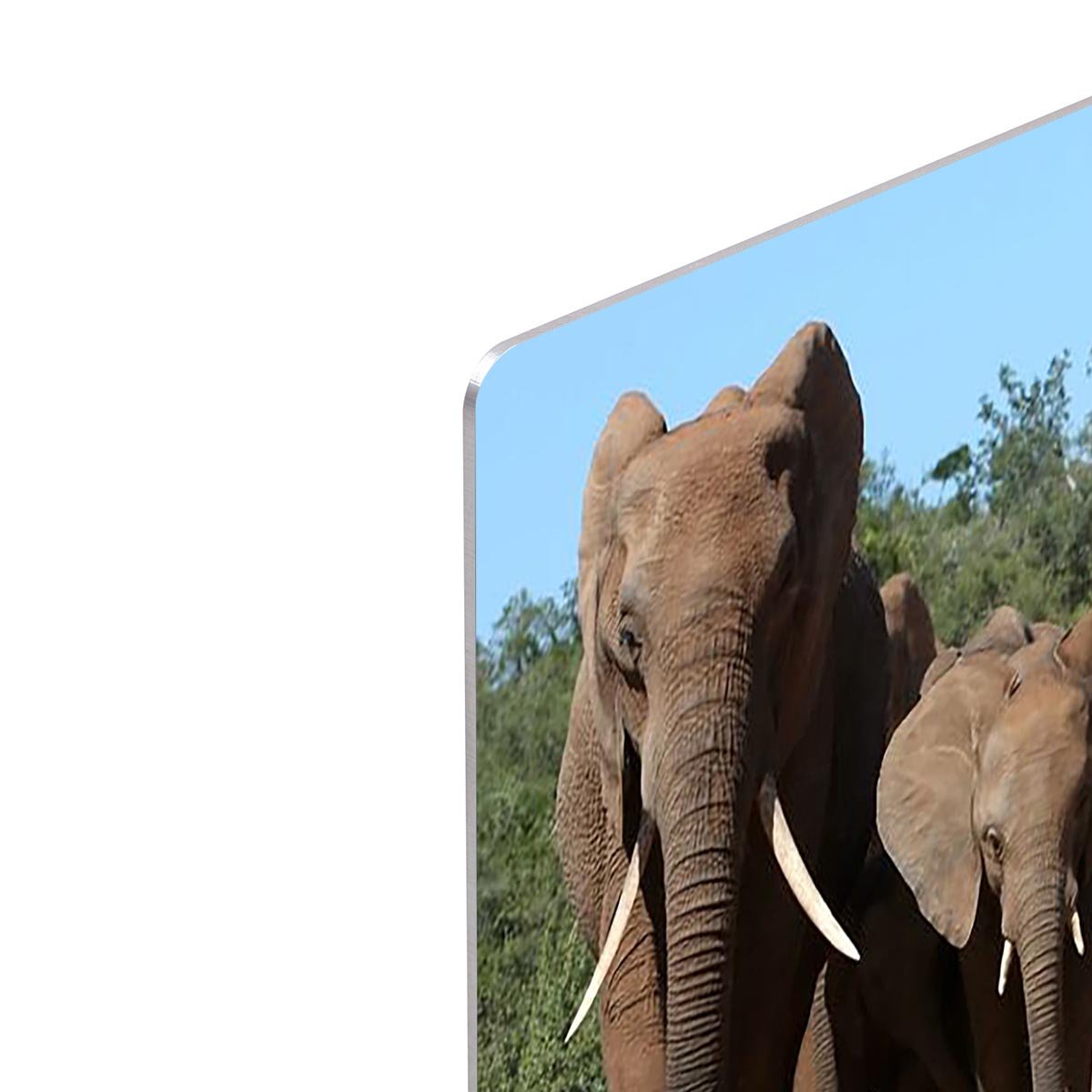 Family herd of African elephants on the move HD Metal Print - Canvas Art Rocks - 4