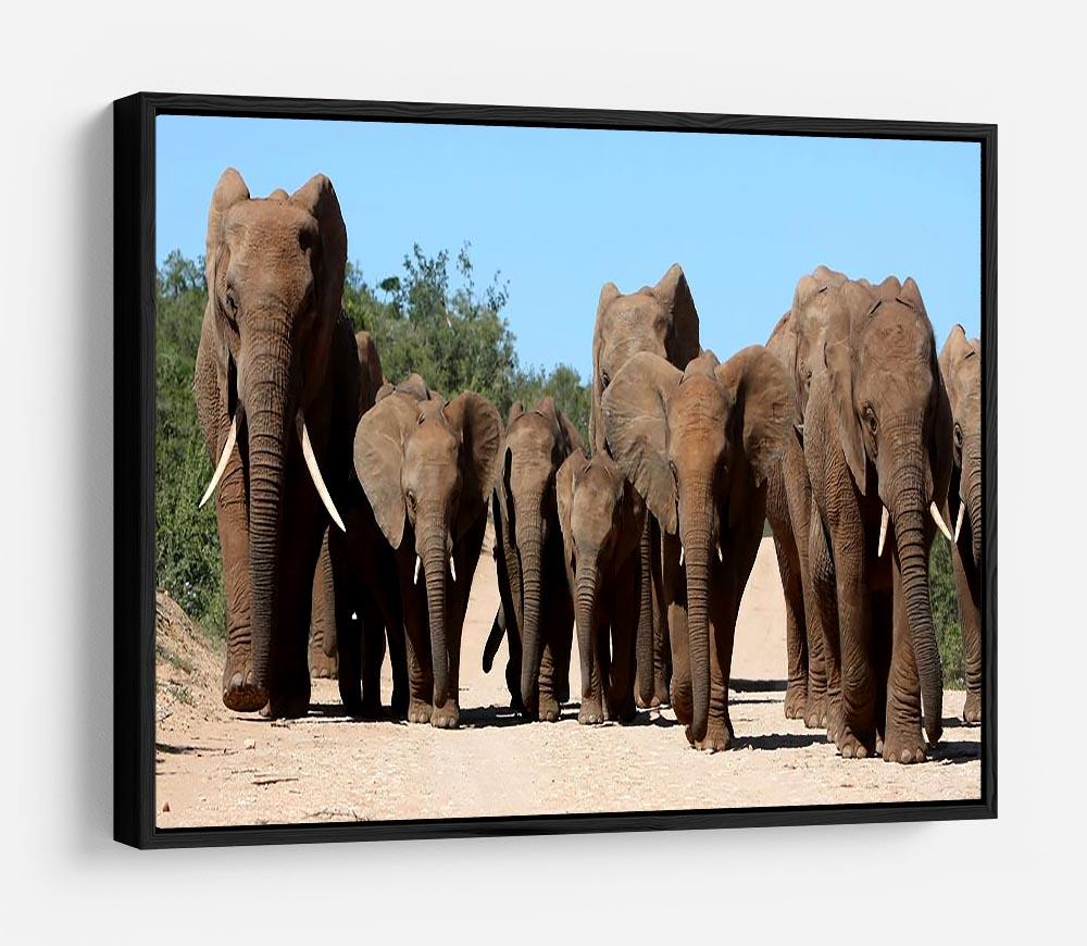 Family herd of African elephants on the move HD Metal Print - Canvas Art Rocks - 6