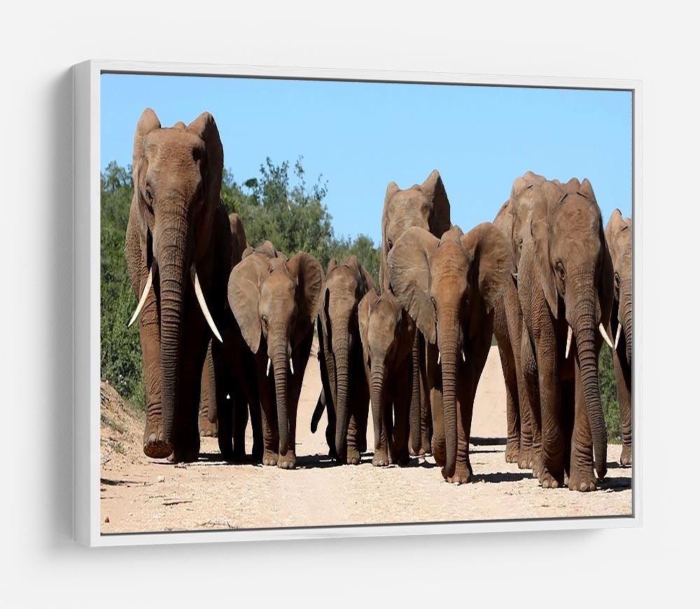 Family herd of African elephants on the move HD Metal Print - Canvas Art Rocks - 7