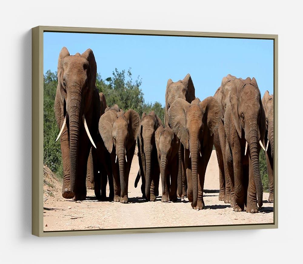 Family herd of African elephants on the move HD Metal Print - Canvas Art Rocks - 8