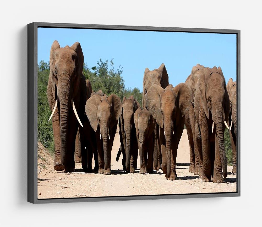 Family herd of African elephants on the move HD Metal Print - Canvas Art Rocks - 9