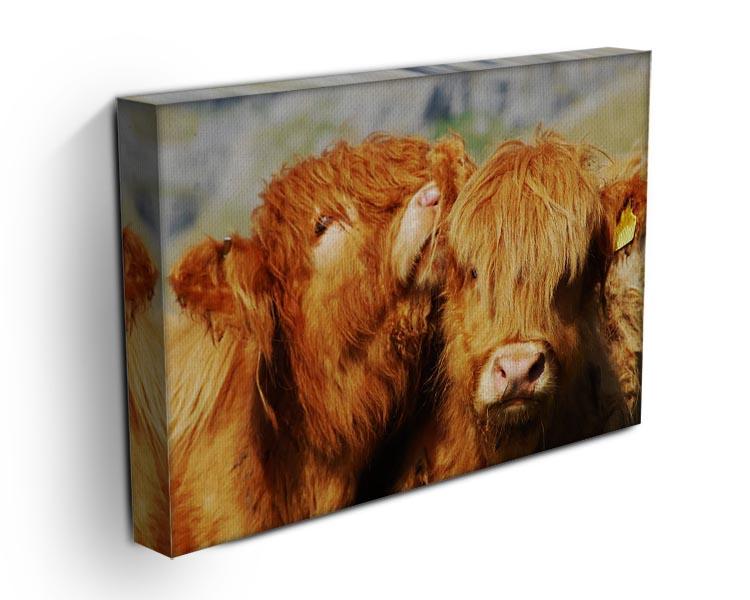 Farm cows Canvas Print or Poster - Canvas Art Rocks - 3