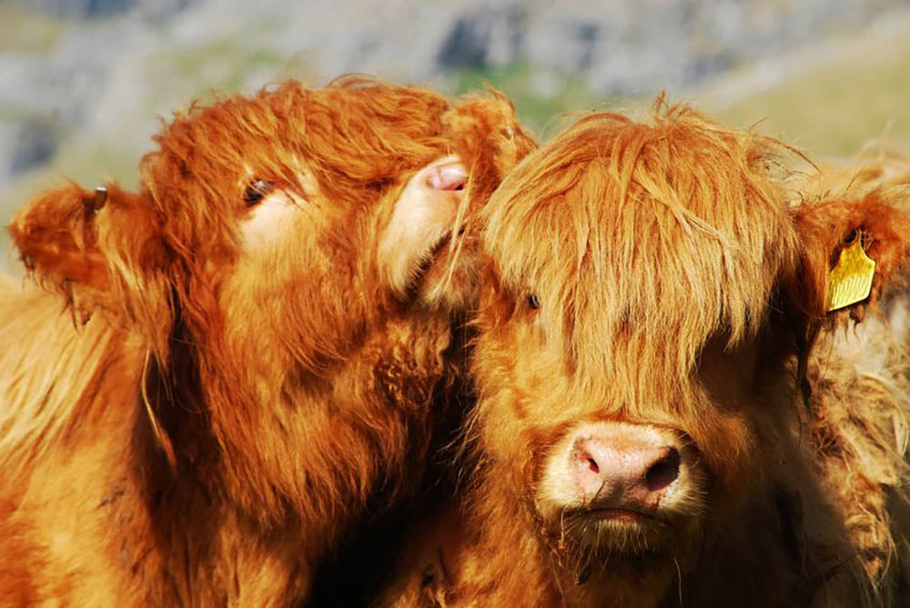 Farm cows Wall Mural Wallpaper - Canvas Art Rocks - 1