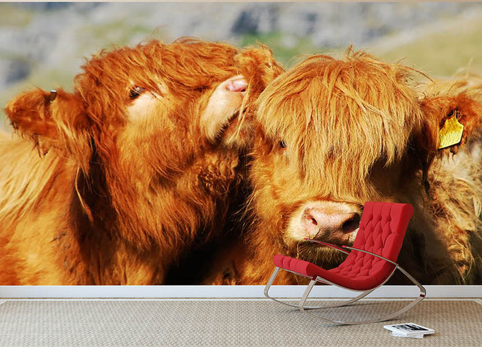 Farm cows Wall Mural Wallpaper