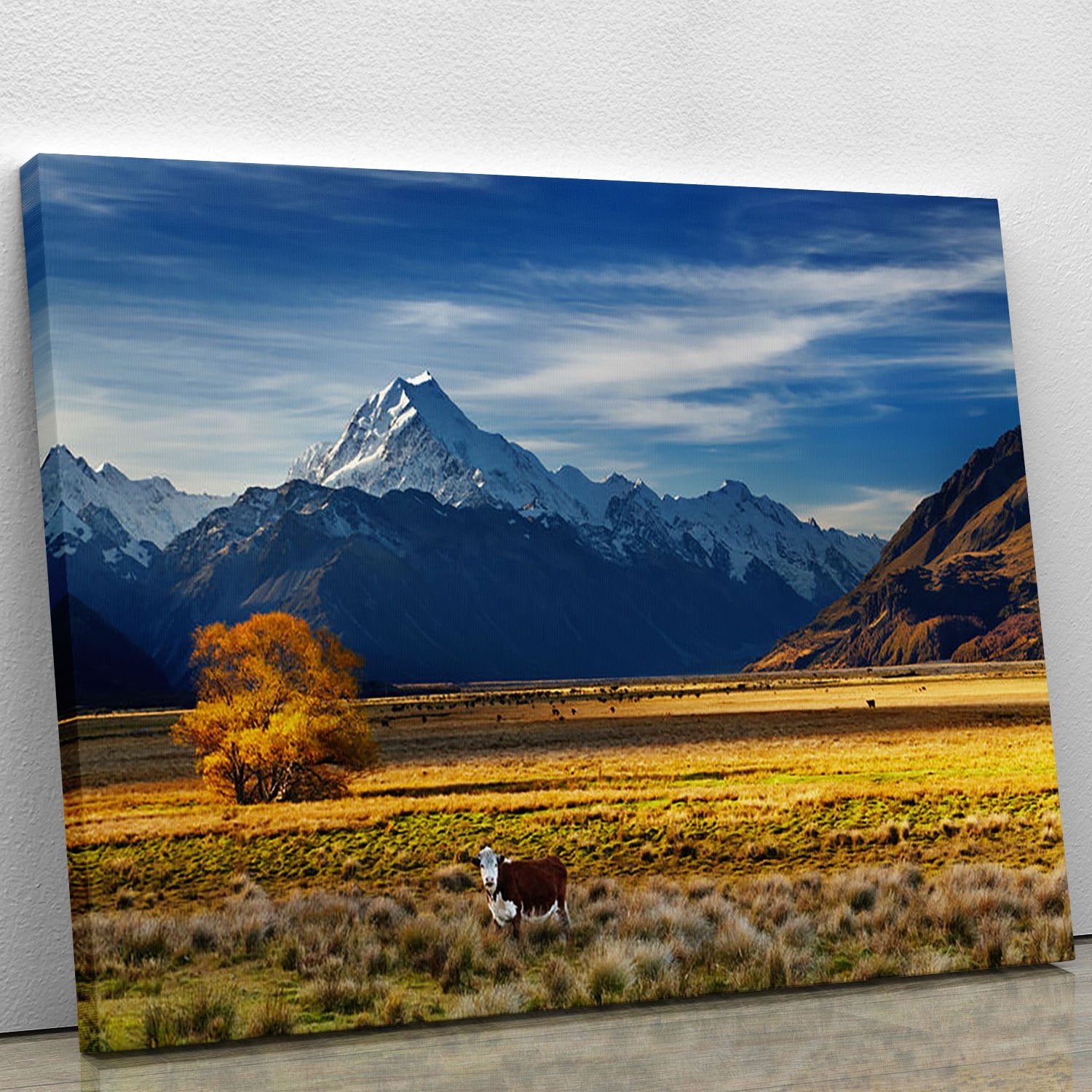Farmland with grazing cows and Mount Cook Canvas Print or Poster