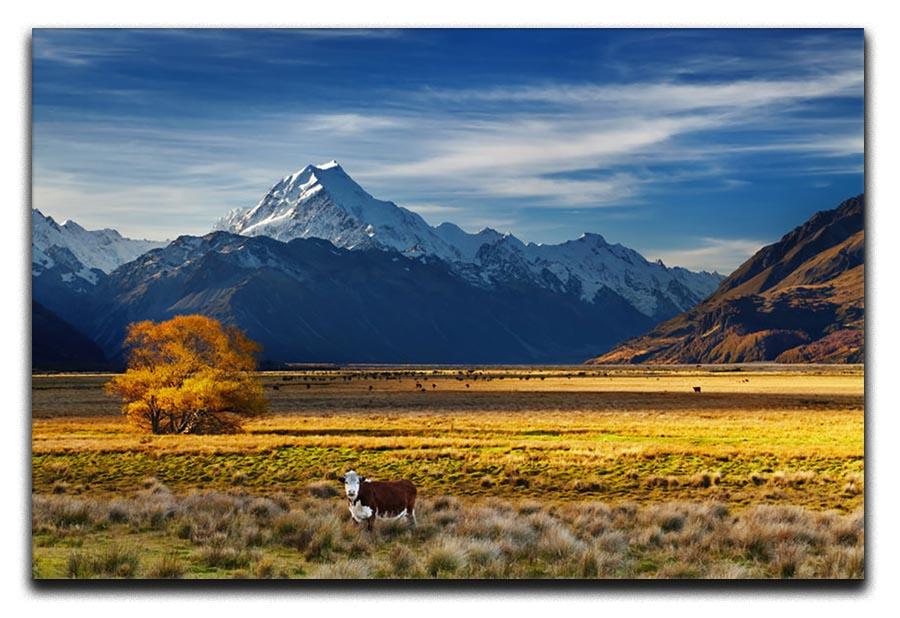 Farmland with grazing cows and Mount Cook Canvas Print or Poster - Canvas Art Rocks - 1