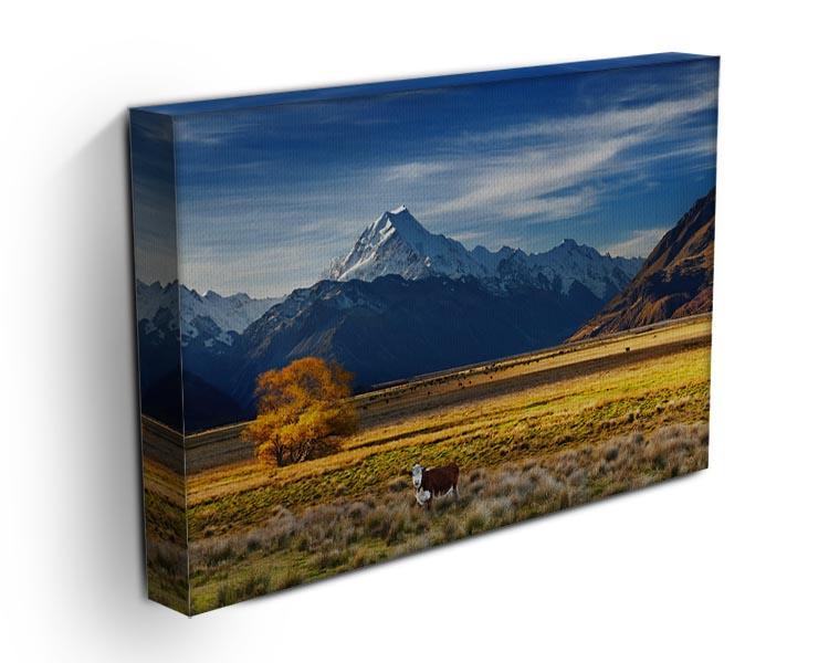 Farmland with grazing cows and Mount Cook Canvas Print or Poster - Canvas Art Rocks - 3