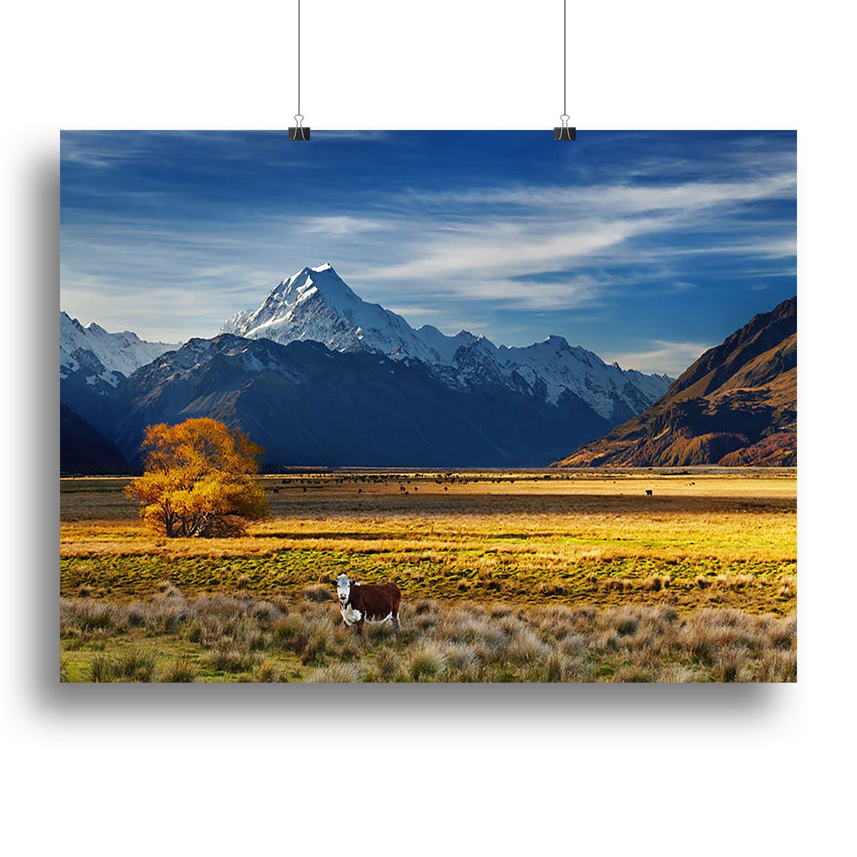 Farmland with grazing cows and Mount Cook on background Canvas Print or Poster