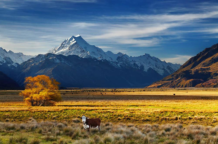 Farmland with grazing cows and Mount Cook on background Wall Mural Wallpaper