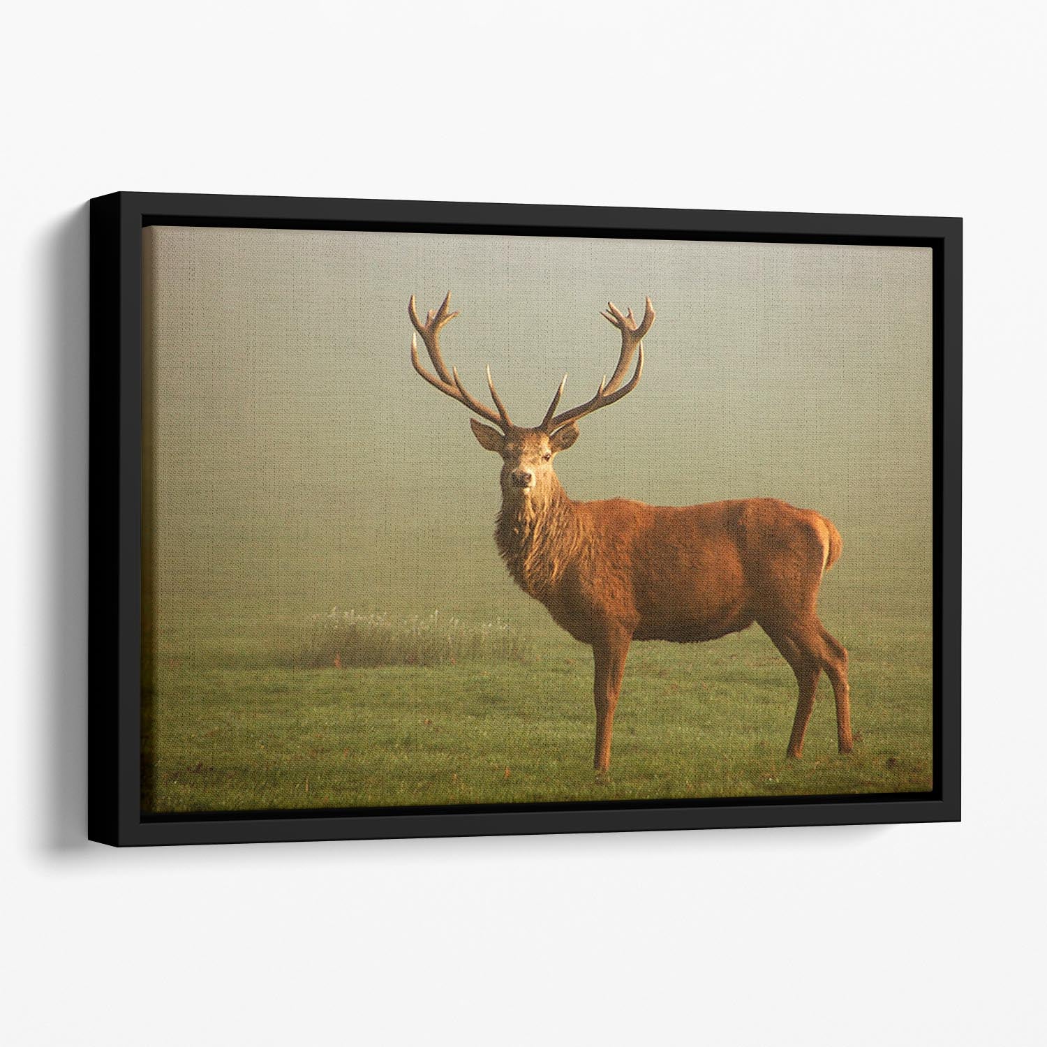 Fawn Floating Framed Canvas - Canvas Art Rocks - 1