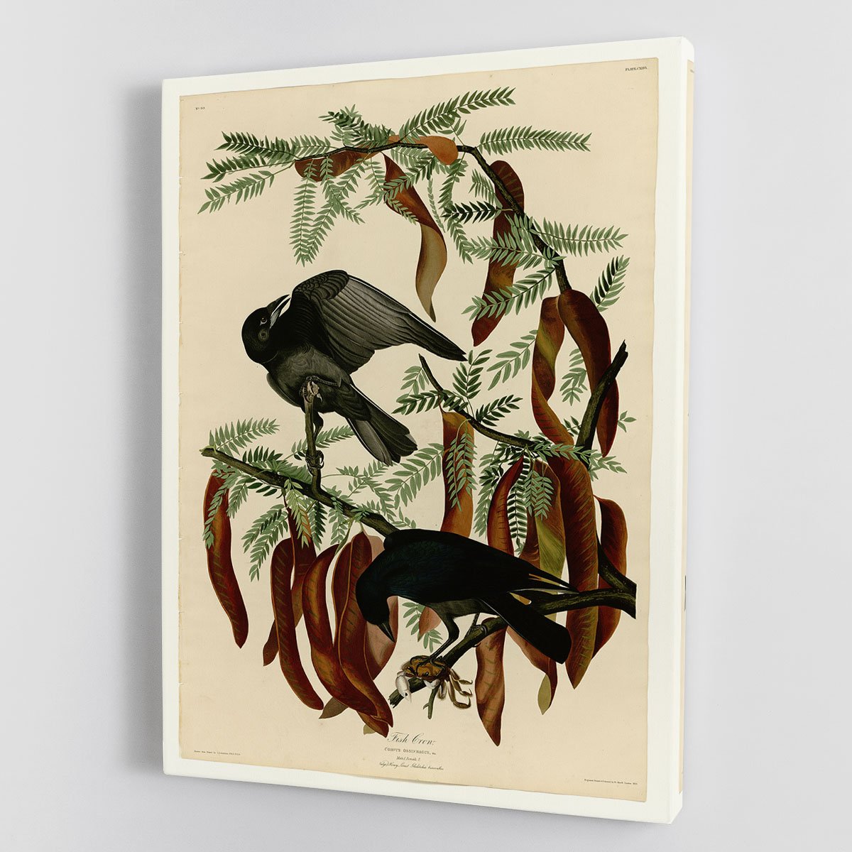 Fish Crow by Audubon Canvas Print or Poster