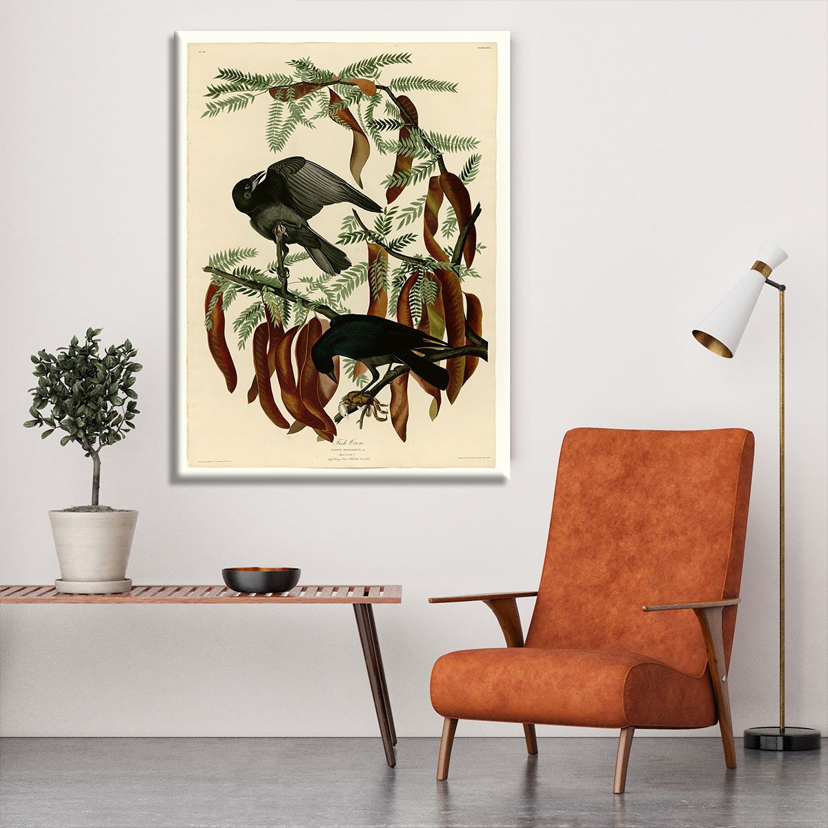 Fish Crow by Audubon Canvas Print or Poster