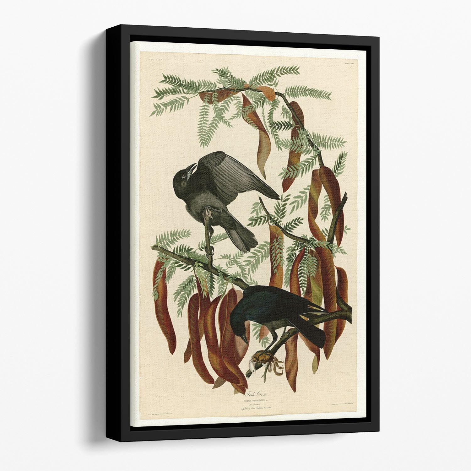 Fish Crow by Audubon Floating Framed Canvas