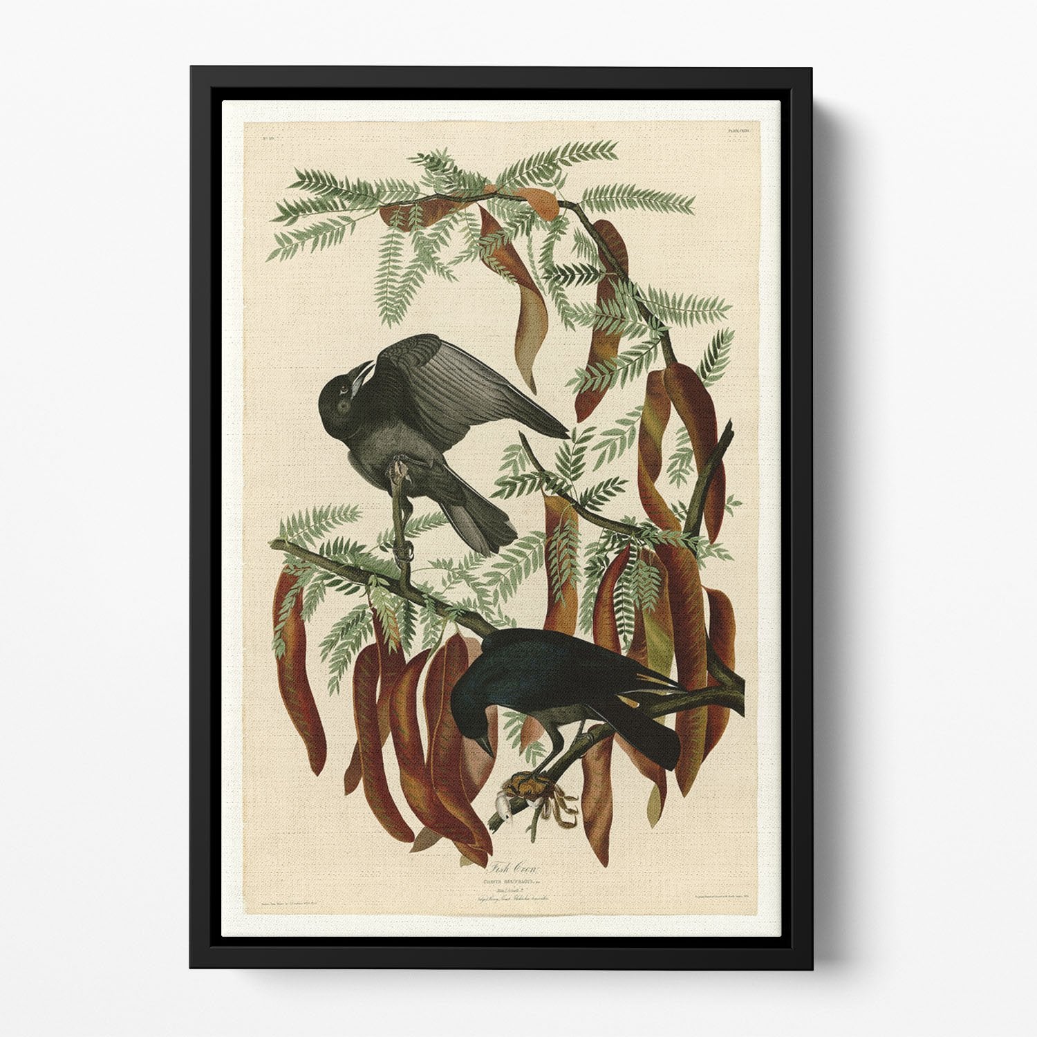 Fish Crow by Audubon Floating Framed Canvas