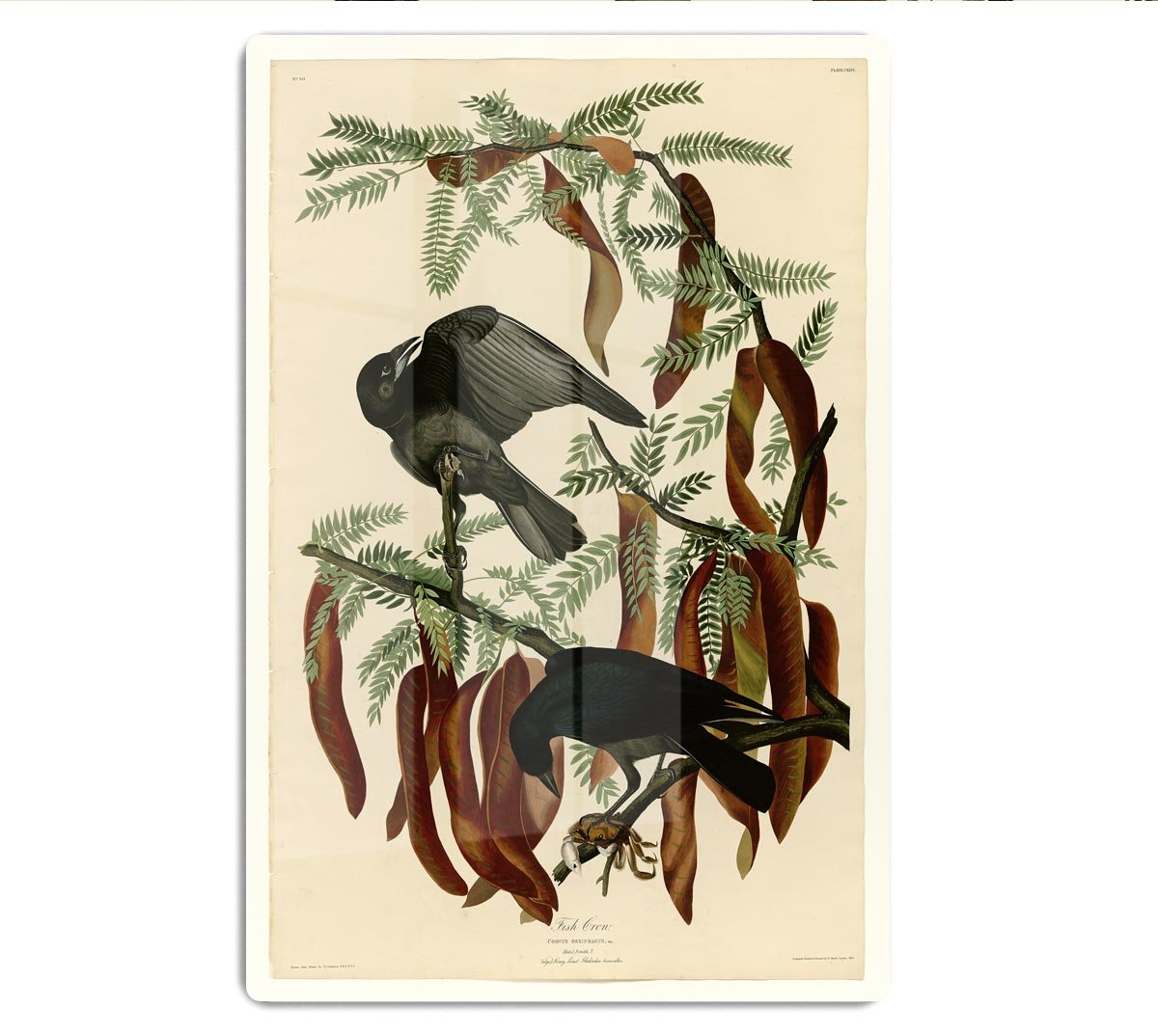 Fish Crow by Audubon HD Metal Print - Canvas Art Rocks - 1