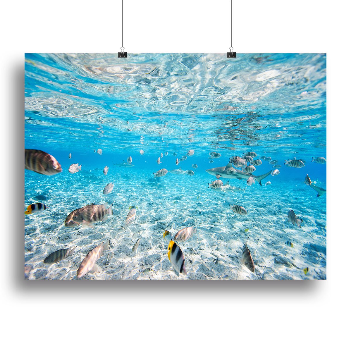 Fish and black tipped sharks Canvas Print or Poster
