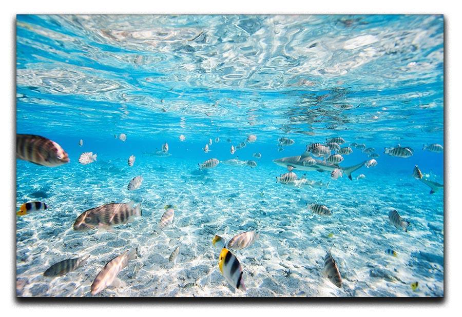 Fish and black tipped sharks Canvas Print or Poster  - Canvas Art Rocks - 1