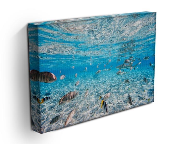 Fish and black tipped sharks Canvas Print or Poster - Canvas Art Rocks - 3
