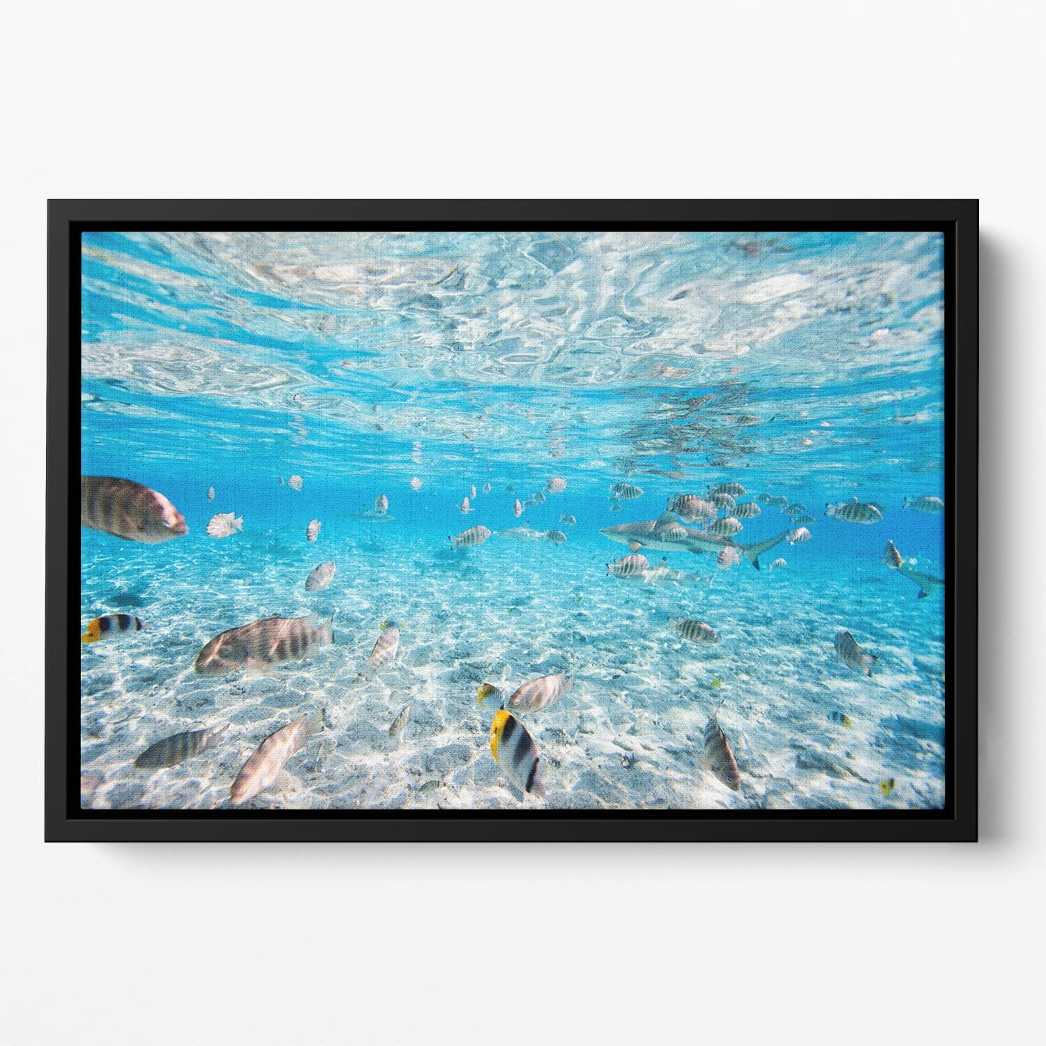 Fish and black tipped sharks Floating Framed Canvas