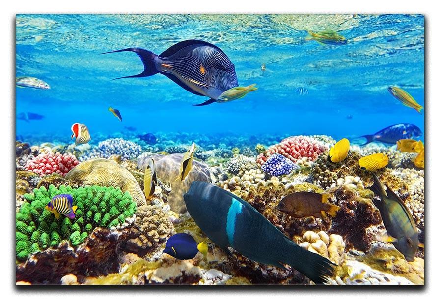 Fish in the Red Sea Canvas Print or Poster  - Canvas Art Rocks - 1