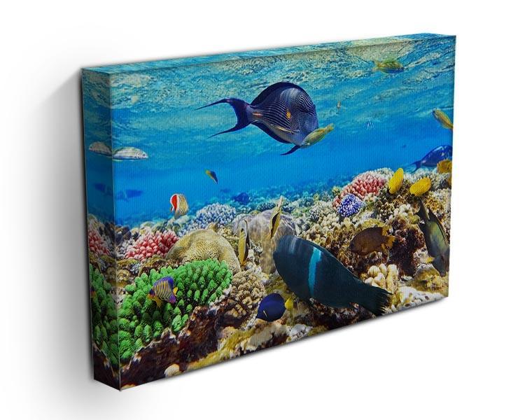 Fish in the Red Sea Canvas Print or Poster - Canvas Art Rocks - 3