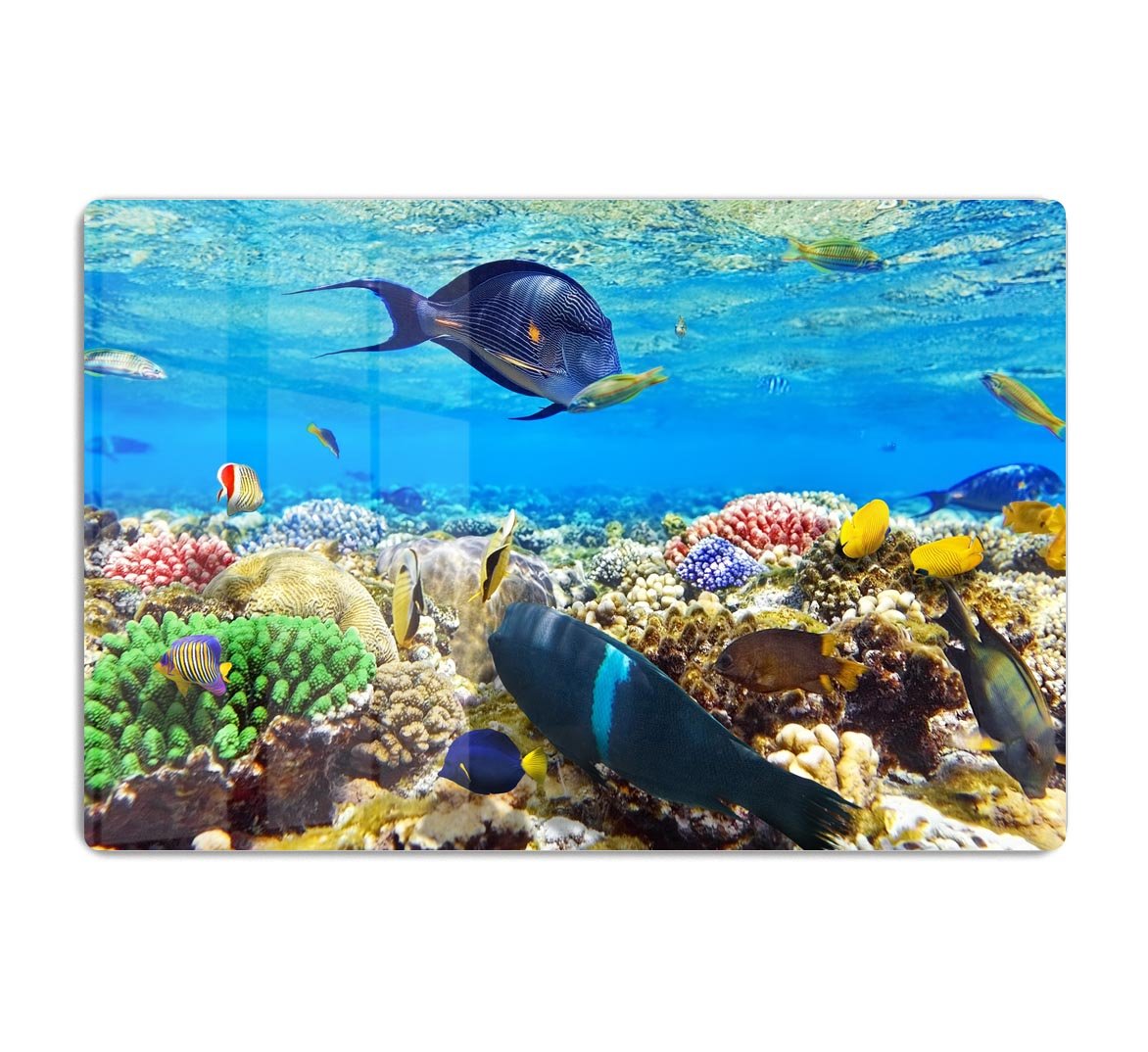 Fish in the Red Sea HD Metal Print