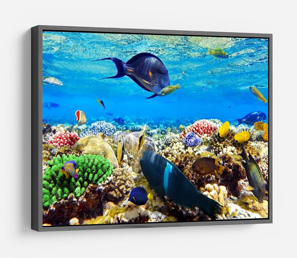 Fish in the Red Sea HD Metal Print