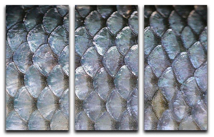 Fish scales 3 Split Panel Canvas Print - Canvas Art Rocks - 1