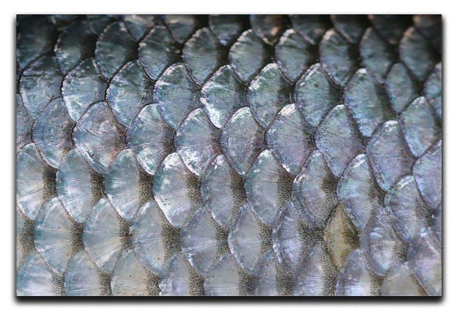 Fish scales Canvas Print or Poster  - Canvas Art Rocks - 1