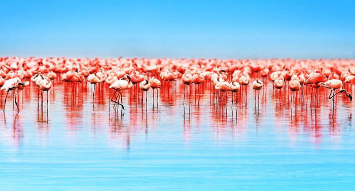 Flamingo birds in the lake Nakuru Wall Mural Wallpaper