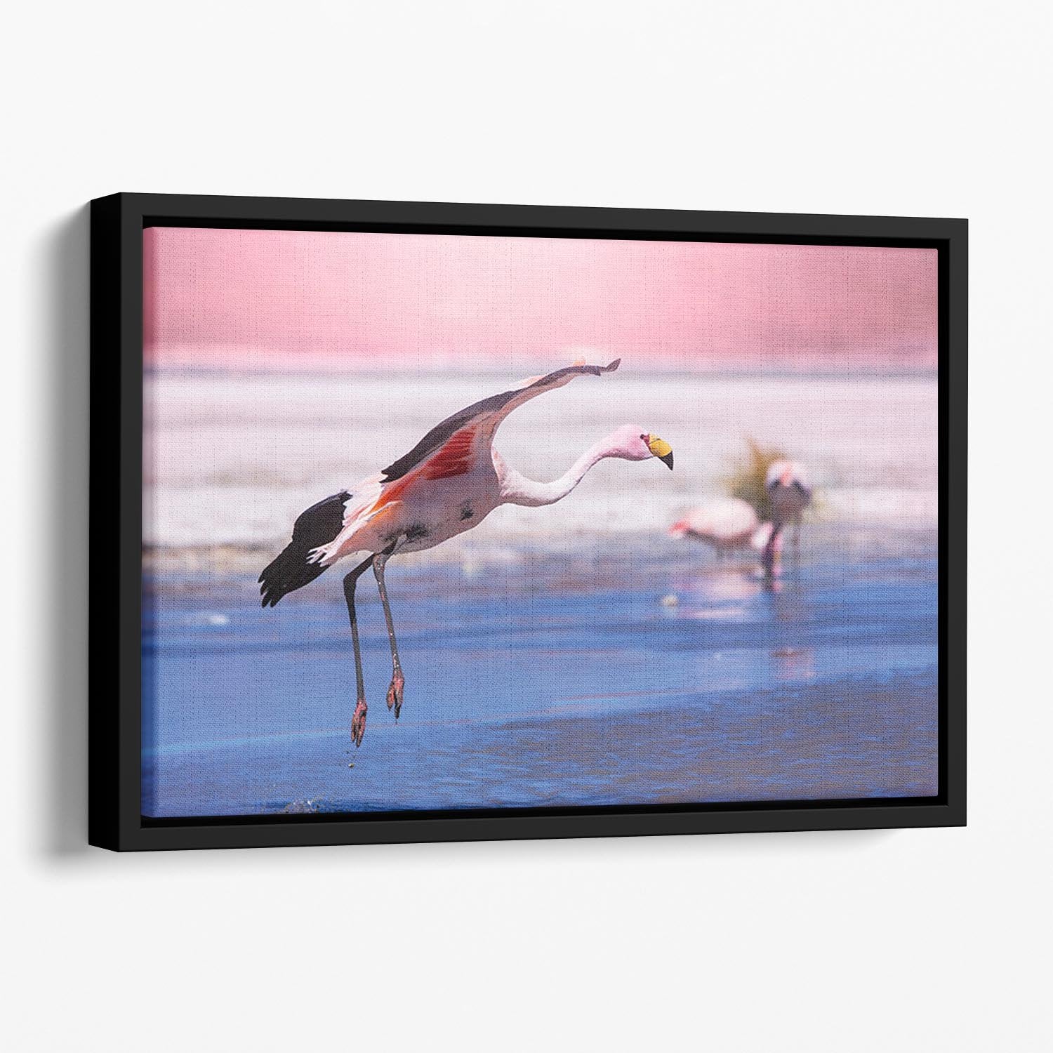 Flamingo in Bolivia Floating Framed Canvas - Canvas Art Rocks - 1