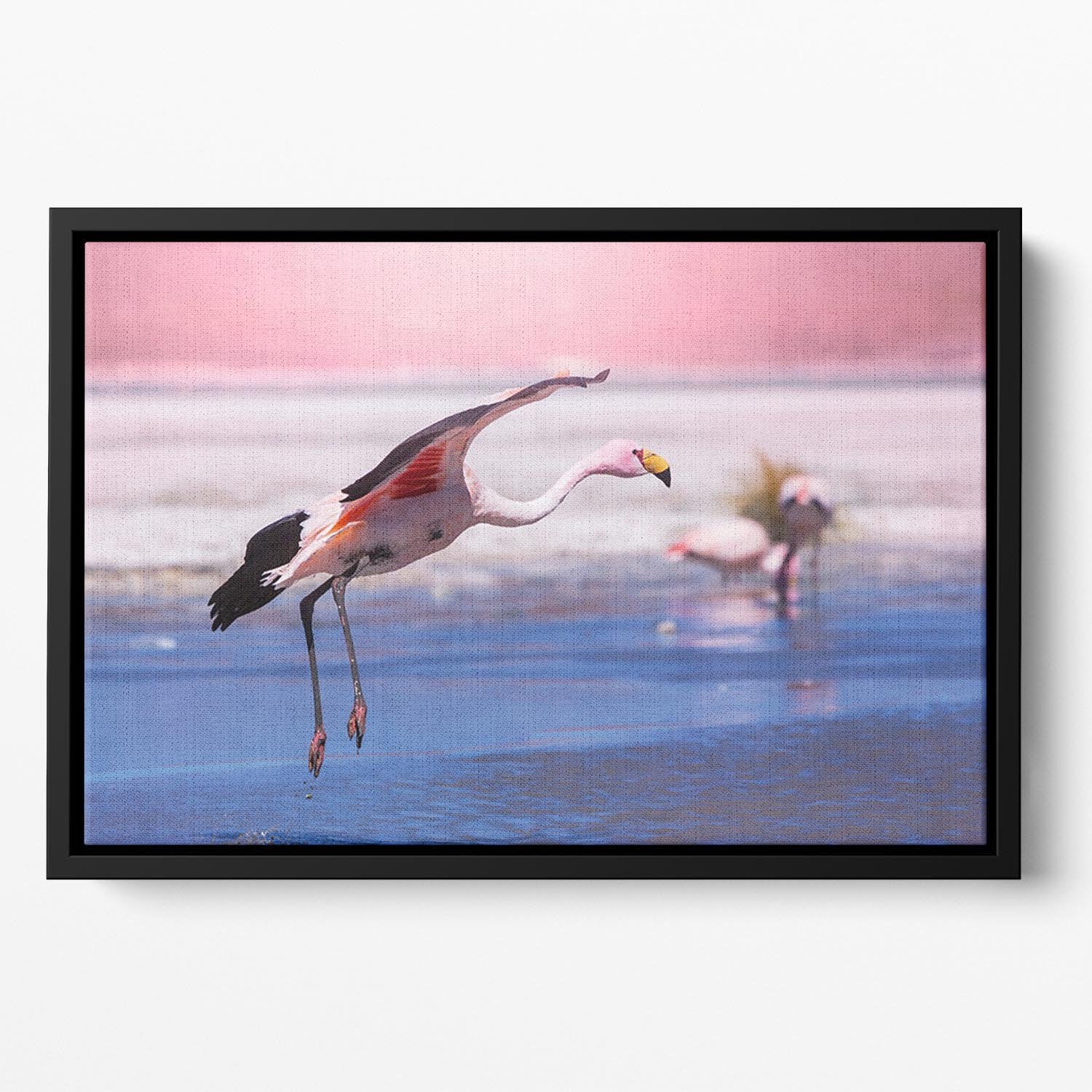 Flamingo in Bolivia Floating Framed Canvas - Canvas Art Rocks - 2