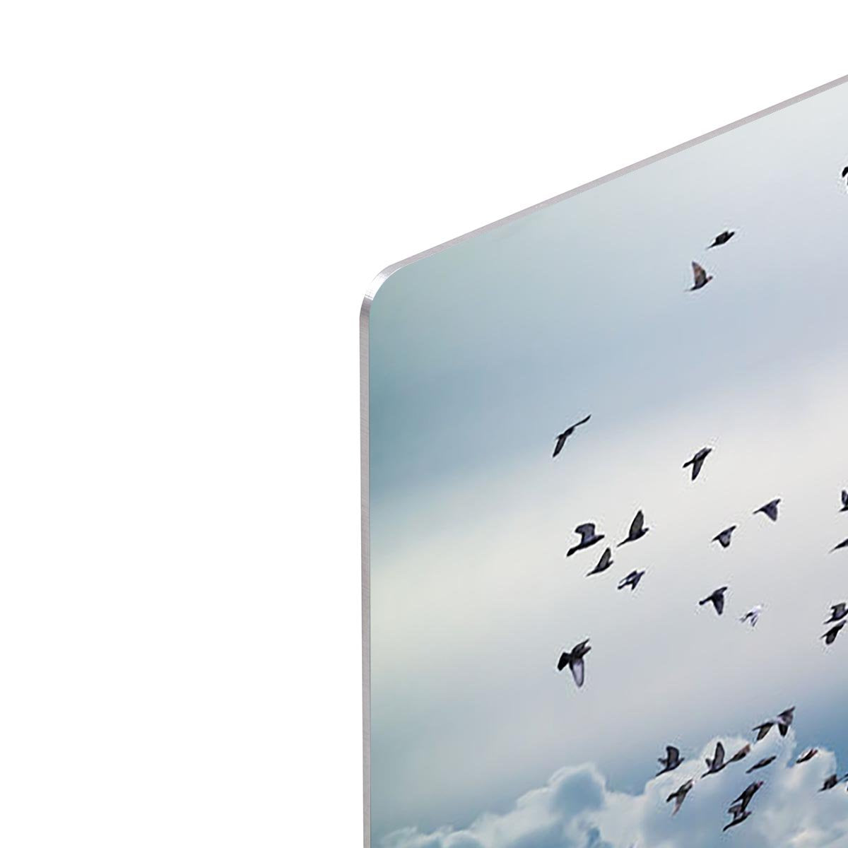Flock of birds flying in the sky HD Metal Print - Canvas Art Rocks - 4