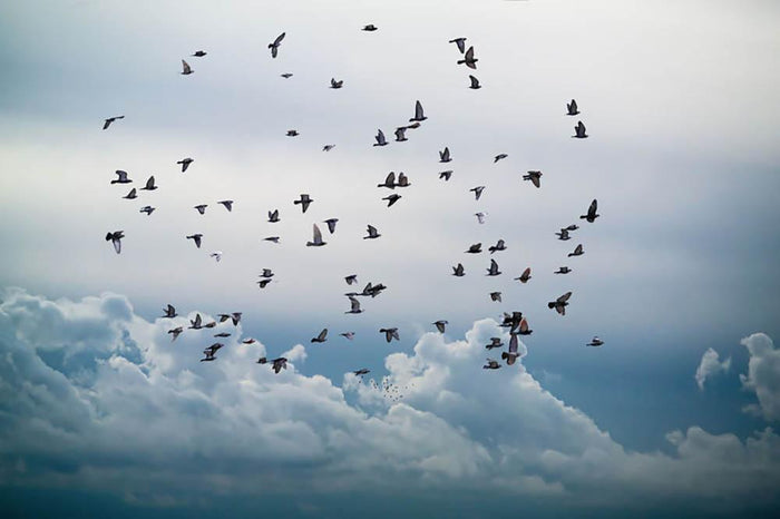 Flock of birds flying in the sky Wall Mural Wallpaper