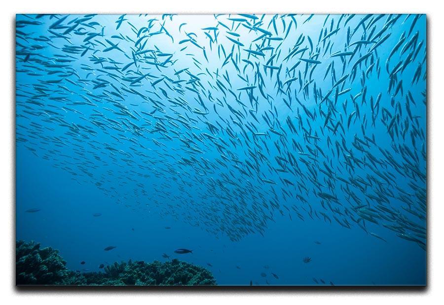 Flock of fish flowing Canvas Print or Poster  - Canvas Art Rocks - 1